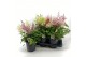 Astilbe mix duos 