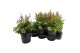 Astilbe mix duos 