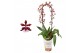 Oncidium cherry baby boog 1 tak 