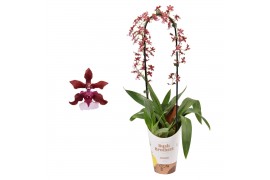 Oncidium cherry baby boog 1 tak