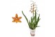Odontoglossum catatante 1 tak 