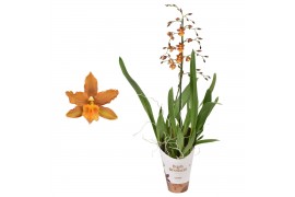 Odontoglossum catatante 1 tak