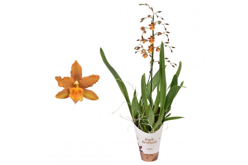 Odontoglossum catatante 1 tak 