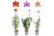 Epidendrum mix 1 tak 