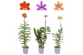 Epidendrum mix 1 tak