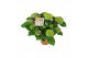 Hydrangea macr. ningbo Lila 9-10 Bloem 