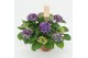 Hydrangea macr. ningbo Lila 9-10 Bloem 