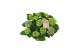 Hydrangea macr. ningbo Lila 7-8 Bloem 