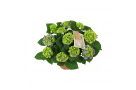 Hydrangea macr. ningbo Lila 7-8 Bloem