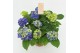 Hydrangea macr. ningbo Lila 7-8 Bloem 