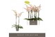 Phalaenopsis oranje Optistar Peaches 2 spike 15 bl. 2 tak/plnt 