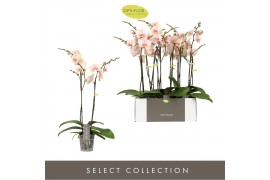 Phalaenopsis oranje Optistar Peaches 2 spike 15 bl. 2 tak/plnt