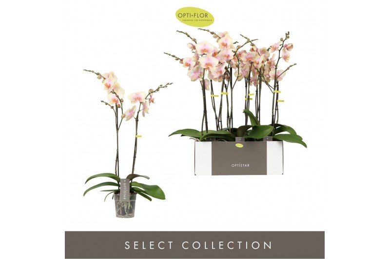 Phalaenopsis oranje Optistar Peaches 2 spike 15 bl. 2 tak/plnt 