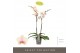 Phalaenopsis oranje Optistar Peaches 2 spike 15 bl. 2 tak/plnt 