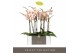Phalaenopsis oranje Optistar Peaches 2 spike 15 bl. 2 tak/plnt 