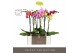 Phalaenopsis mix Optistar Mix 2 spike 50 cm in Molise White Aquo 15 bl 