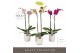Phalaenopsis mix Optistar Mix 2 spike 50 cm in Molise White Aquo 15 bl 
