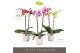 Phalaenopsis mix Optistar Mix 2 spike 50 cm in Molise White Aquo 15 bl 