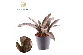 Sansevieria copper tone