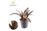Sansevieria copper tone