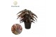 Begonia maculata Black Forest Begonia Black Forrest 14cm 3 pp 