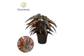 Begonia maculata Black Forest Begonia Black Forrest 14cm 3 pp