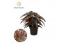 Begonia maculata Black Forest Begonia Black Forrest 14cm 3 pp