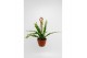 Epiphyllum anguliger 