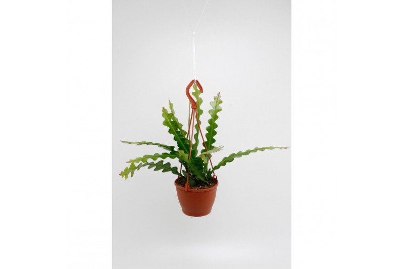 Epiphyllum anguliger 