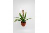 Epiphyllum anguliger