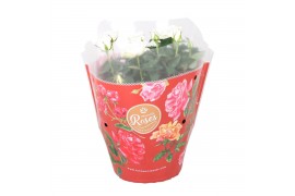 Rosa favourite white Rosa Favourite Roses white schaal +seizoenshoes