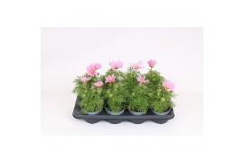 Cosmos bipinnatus sonata pink