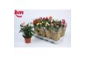 Rosa beau monde mix gemengd