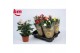 Rosa beau monde mix gemengd 
