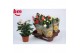 Rosa beau monde mix gemengd 