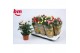 Rosa beau monde mix gemengd 