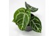 Anthurium crystallinum karma crystal fluorite 