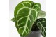 Anthurium crystallinum karma crystal fluorite 