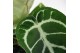 Anthurium crystallinum karma crystal fluorite 
