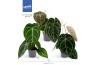 Anthurium crystallinum karma crystal hybrids KARMA Crystal Hybride mix