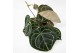 Anthurium crystallinum karma crystal hybrids KARMA Crystal Hybride mix 