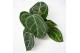 Anthurium crystallinum karma crystal hybrids KARMA Crystal Hybride mix 