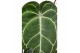 Anthurium crystallinum karma crystal hybrids KARMA Crystal Hybride mix 