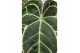 Anthurium crystallinum karma crystal hybrids KARMA Crystal Hybride mix 