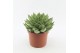 Echeveria Agavoides 