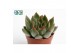 Echeveria agavoides 