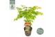 Acer palmatum osakazuki extra kwaliteit 