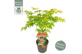 Acer palmatum osakazuki extra kwaliteit