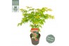 Acer palmatum osakazuki extra kwaliteit