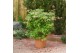 Acer palmatum osakazuki extra kwaliteit 